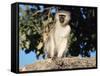 Vervet Monkey (Cercopithecus Aethiops), Kruger National Park, South Africa, Africa-Steve & Ann Toon-Framed Stretched Canvas