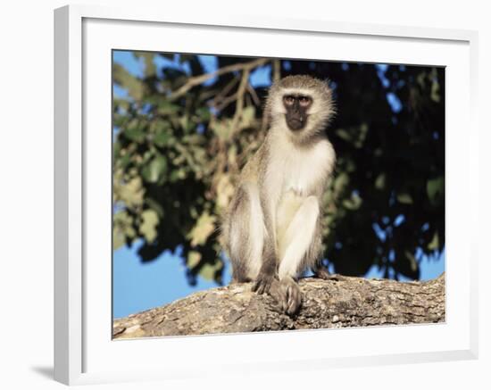 Vervet Monkey (Cercopithecus Aethiops), Kruger National Park, South Africa, Africa-Steve & Ann Toon-Framed Photographic Print