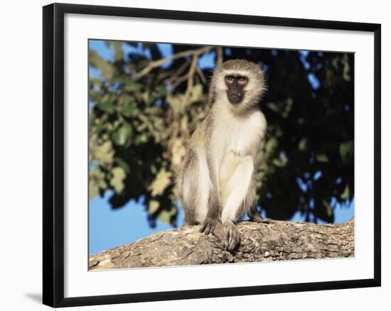 Vervet Monkey (Cercopithecus Aethiops), Kruger National Park, South Africa, Africa-Steve & Ann Toon-Framed Photographic Print