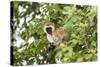 Vervet Monkey (Cercopithecus Aethiops) Sitting in A Tree, South Africa-Curioso Travel Photography-Stretched Canvas