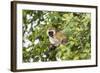 Vervet Monkey (Cercopithecus Aethiops) Sitting in A Tree, South Africa-Curioso Travel Photography-Framed Photographic Print