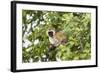 Vervet Monkey (Cercopithecus Aethiops) Sitting in A Tree, South Africa-Curioso Travel Photography-Framed Photographic Print