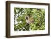 Vervet Monkey (Cercopithecus Aethiops) Sitting in A Tree, South Africa-Curioso Travel Photography-Framed Photographic Print