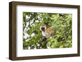 Vervet Monkey (Cercopithecus Aethiops) Sitting in A Tree, South Africa-Curioso Travel Photography-Framed Photographic Print