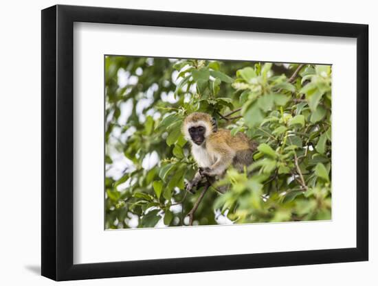 Vervet Monkey (Cercopithecus Aethiops) Sitting in A Tree, South Africa-Curioso Travel Photography-Framed Photographic Print