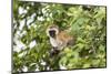 Vervet Monkey (Cercopithecus Aethiops) Sitting in A Tree, South Africa-Curioso Travel Photography-Mounted Photographic Print