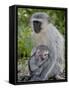 Vervet Monkey (Chlorocebus Aethiops) Mother and Infant, Kruger National Park, South Africa, Africa-null-Framed Stretched Canvas