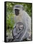Vervet Monkey (Chlorocebus Aethiops) Mother and Infant, Kruger National Park, South Africa, Africa-null-Framed Stretched Canvas
