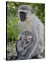 Vervet Monkey (Chlorocebus Aethiops) Mother and Infant, Kruger National Park, South Africa, Africa-null-Stretched Canvas