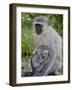 Vervet Monkey (Chlorocebus Aethiops) Mother and Infant, Kruger National Park, South Africa, Africa-null-Framed Photographic Print