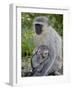 Vervet Monkey (Chlorocebus Aethiops) Mother and Infant, Kruger National Park, South Africa, Africa-null-Framed Photographic Print