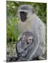 Vervet Monkey (Chlorocebus Aethiops) Mother and Infant, Kruger National Park, South Africa, Africa-null-Mounted Photographic Print
