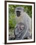 Vervet Monkey (Chlorocebus Aethiops) Mother and Infant, Kruger National Park, South Africa, Africa-null-Framed Photographic Print