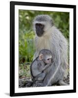 Vervet Monkey (Chlorocebus Aethiops) Mother and Infant, Kruger National Park, South Africa, Africa-null-Framed Photographic Print