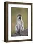 Vervet Monkey (Chlorocebus Aethiops), Serengeti National Park, Tanzania, East Africa, Africa-James Hager-Framed Photographic Print