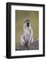 Vervet Monkey (Chlorocebus Aethiops), Serengeti National Park, Tanzania, East Africa, Africa-James Hager-Framed Photographic Print