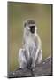 Vervet Monkey (Chlorocebus Aethiops), Serengeti National Park, Tanzania, East Africa, Africa-James Hager-Mounted Photographic Print