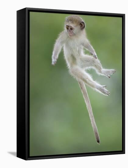 Vervet Monkey (Chlorocebus Pygerythrus) Baby Jumping Between Branches, Photographed Mid Air-Wim van den Heever-Framed Stretched Canvas