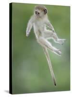 Vervet Monkey (Chlorocebus Pygerythrus) Baby Jumping Between Branches, Photographed Mid Air-Wim van den Heever-Stretched Canvas