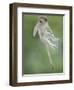 Vervet Monkey (Chlorocebus Pygerythrus) Baby Jumping Between Branches, Photographed Mid Air-Wim van den Heever-Framed Photographic Print