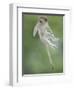 Vervet Monkey (Chlorocebus Pygerythrus) Baby Jumping Between Branches, Photographed Mid Air-Wim van den Heever-Framed Photographic Print