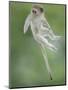 Vervet Monkey (Chlorocebus Pygerythrus) Baby Jumping Between Branches, Photographed Mid Air-Wim van den Heever-Mounted Photographic Print