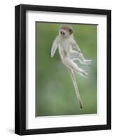 Vervet Monkey (Chlorocebus Pygerythrus) Baby Jumping Between Branches, Photographed Mid Air-Wim van den Heever-Framed Premium Photographic Print