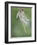 Vervet Monkey (Chlorocebus Pygerythrus) Baby Jumping Between Branches, Photographed Mid Air-Wim van den Heever-Framed Premium Photographic Print