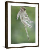 Vervet Monkey (Chlorocebus Pygerythrus) Baby Jumping Between Branches, Photographed Mid Air-Wim van den Heever-Framed Photographic Print