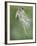 Vervet Monkey (Chlorocebus Pygerythrus) Baby Jumping Between Branches, Photographed Mid Air-Wim van den Heever-Framed Photographic Print