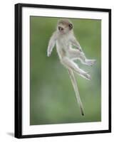 Vervet Monkey (Chlorocebus Pygerythrus) Baby Jumping Between Branches, Photographed Mid Air-Wim van den Heever-Framed Photographic Print