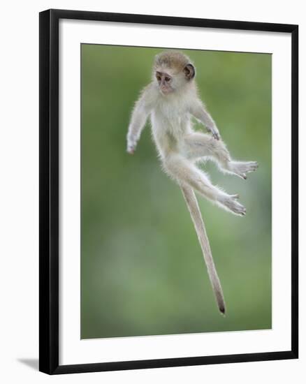 Vervet Monkey (Chlorocebus Pygerythrus) Baby Jumping Between Branches, Photographed Mid Air-Wim van den Heever-Framed Photographic Print