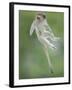 Vervet Monkey (Chlorocebus Pygerythrus) Baby Jumping Between Branches, Photographed Mid Air-Wim van den Heever-Framed Photographic Print