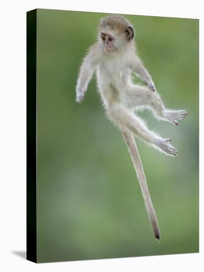 Vervet Monkey (Chlorocebus Pygerythrus) Baby Jumping Between Branches, Photographed Mid Air-Wim van den Heever-Stretched Canvas