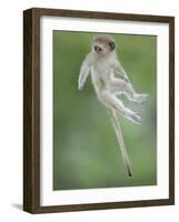 Vervet Monkey (Chlorocebus Pygerythrus) Baby Jumping Between Branches, Photographed Mid Air-Wim van den Heever-Framed Photographic Print