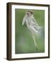 Vervet Monkey (Chlorocebus Pygerythrus) Baby Jumping Between Branches, Photographed Mid Air-Wim van den Heever-Framed Photographic Print