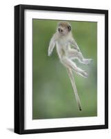 Vervet Monkey (Chlorocebus Pygerythrus) Baby Jumping Between Branches, Photographed Mid Air-Wim van den Heever-Framed Photographic Print