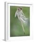 Vervet Monkey (Chlorocebus Pygerythrus) Baby Jumping Between Branches, Photographed Mid Air-Wim van den Heever-Framed Photographic Print