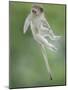Vervet Monkey (Chlorocebus Pygerythrus) Baby Jumping Between Branches, Photographed Mid Air-Wim van den Heever-Mounted Photographic Print