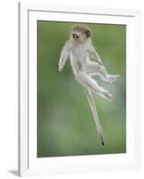 Vervet Monkey (Chlorocebus Pygerythrus) Baby Jumping Between Branches, Photographed Mid Air-Wim van den Heever-Framed Photographic Print