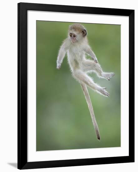 Vervet Monkey (Chlorocebus Pygerythrus) Baby Jumping Between Branches, Photographed Mid Air-Wim van den Heever-Framed Photographic Print