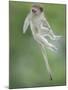Vervet Monkey (Chlorocebus Pygerythrus) Baby Jumping Between Branches, Photographed Mid Air-Wim van den Heever-Mounted Photographic Print
