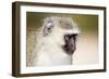 Vervet monkey (Chlorocebus pygerythrus), Kruger National Park, South Africa, Africa-Christian Kober-Framed Photographic Print