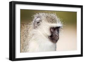 Vervet monkey (Chlorocebus pygerythrus), Kruger National Park, South Africa, Africa-Christian Kober-Framed Photographic Print