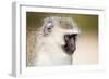 Vervet monkey (Chlorocebus pygerythrus), Kruger National Park, South Africa, Africa-Christian Kober-Framed Photographic Print