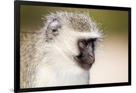 Vervet monkey (Chlorocebus pygerythrus), Kruger National Park, South Africa, Africa-Christian Kober-Framed Photographic Print