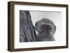 Vervet monkey (Chlorocebus pygerythrus), Moremi Game Reserve, Okavango Delta, Botswana, Africa-Sergio Pitamitz-Framed Photographic Print