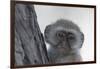 Vervet monkey (Chlorocebus pygerythrus), Moremi Game Reserve, Okavango Delta, Botswana, Africa-Sergio Pitamitz-Framed Photographic Print