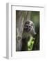 Vervet monkey (Chlorocebus pygerythrus), Uganda, Africa-Ashley Morgan-Framed Photographic Print