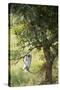 Vervet Monkey Climbing in Forest, Kruger National Park, South Africa-Paul Souders-Stretched Canvas